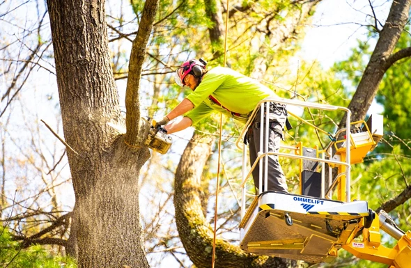 Benefits of Our Tree Trimming Services