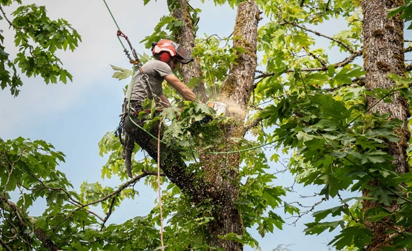 Commercial Tree Trimming Service in Driscoll, TX