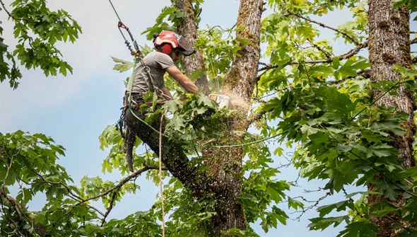 Emergency Tree Trimming Services in Flour Bluff, TX