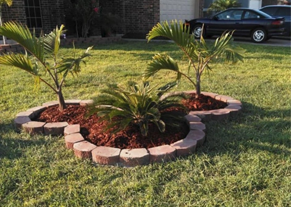 Home lawn plants showcasing lush greenery and vibrant landscaping.