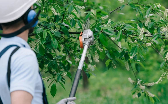 Tree Care Experts in Corpus Christi, TX