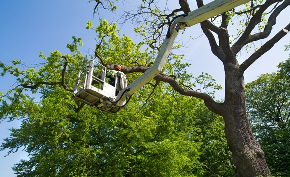 Tree Maintenance Service in Calallen, TX